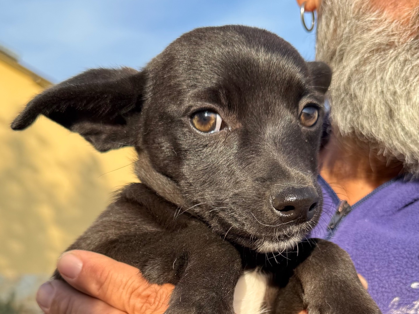 Adozione cane, femmina, Razza sconosciuta Razza sconosciuta, 3 mesi, taglia media contenuta, Matera