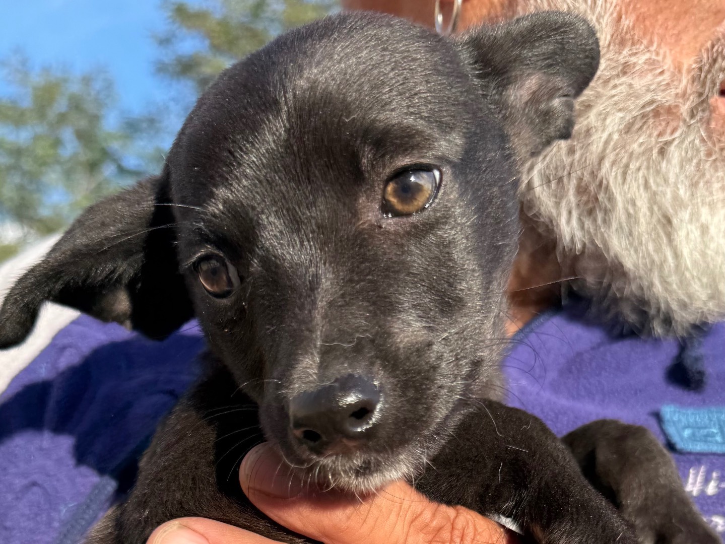 Adotta un cane, femmina, 3 mesi, Matera
