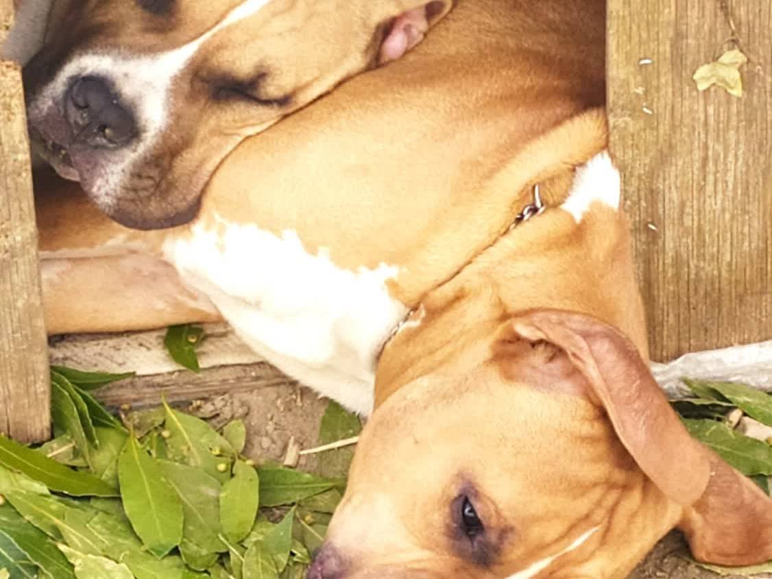 Adozione cane, maschio, American Staffordshire Terrier Razza sconosciuta, 2 anni e 6 mesi, taglia grande, Padova