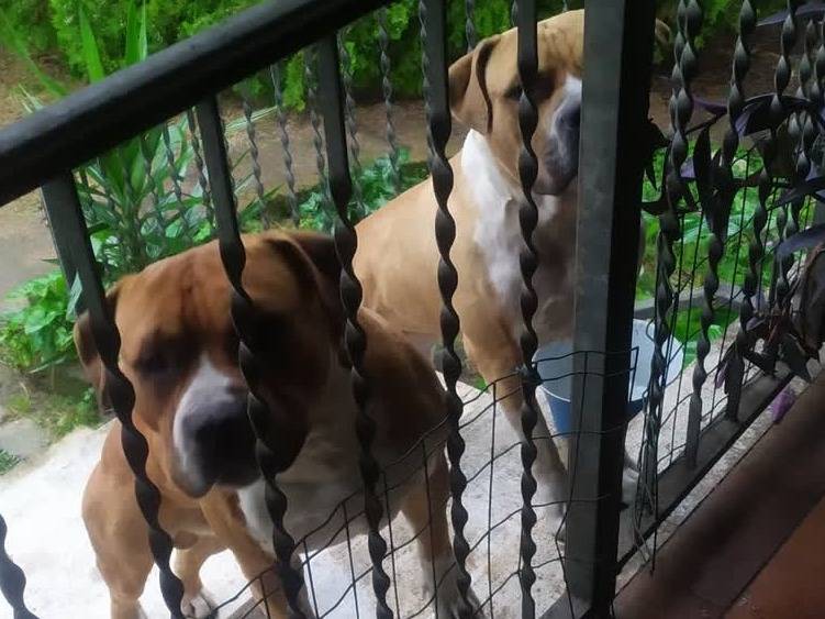 Adotta un cane, maschio, 2 anni e 6 mesi, Padova