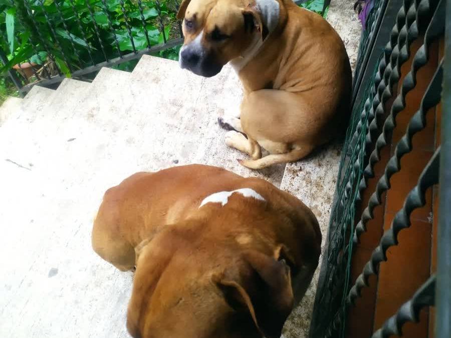 Adotta un cane, taglia grande, maschio, Padova