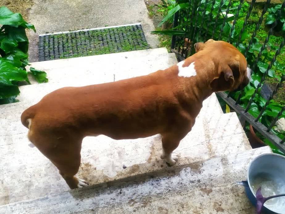 Vuoi adottare un cane a Padova?