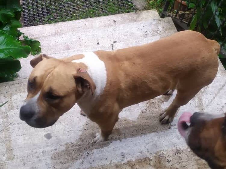 Adotta il cane Billy e Charlie a Padova