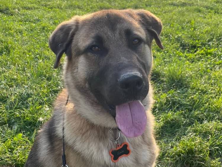 Adozione cane, maschio, Pastore tedesco Pastore della Russia meridionale, 2 anni e 6 mesi, taglia grande, Padova