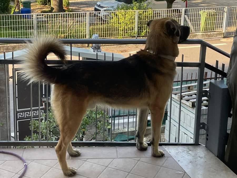 Adotta un cane, taglia grande, maschio, Padova