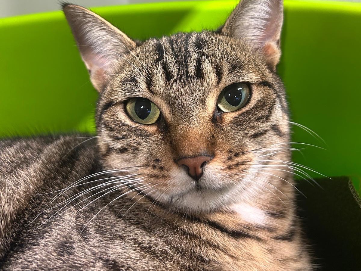 Adozione gatto, femmina, Razza sconosciuta Razza sconosciuta, 2 anni e 9 mesi, taglia non valida, Brescia