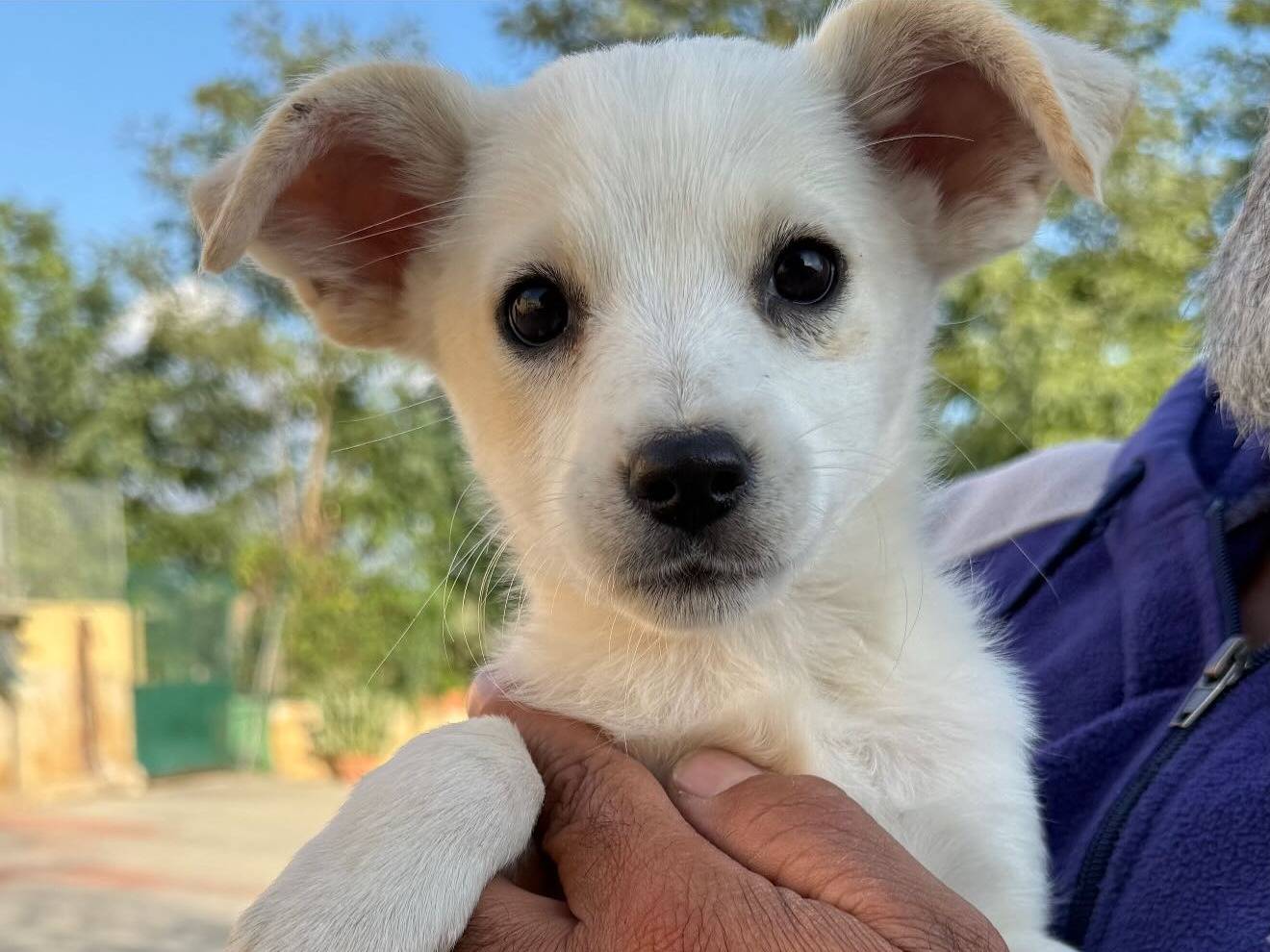 Adozione cane, femmina, Razza sconosciuta Razza sconosciuta, 3 mesi, taglia media contenuta, Matera