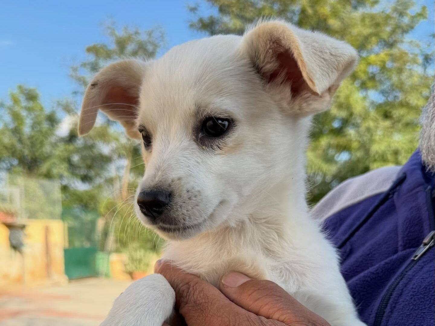 Adotta un cane, femmina, 3 mesi, Matera