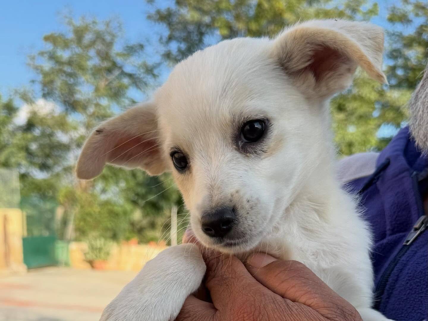 Adotta un cane, taglia media contenuta, femmina, Matera