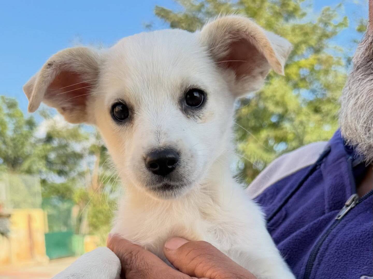 Vuoi adottare un cane a Matera?