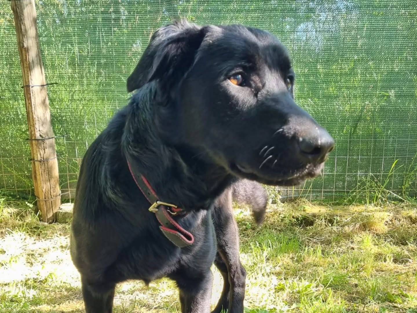 Adozione cane, maschio, Razza sconosciuta Razza sconosciuta, 1 anno e 9 mesi, taglia media, Viterbo