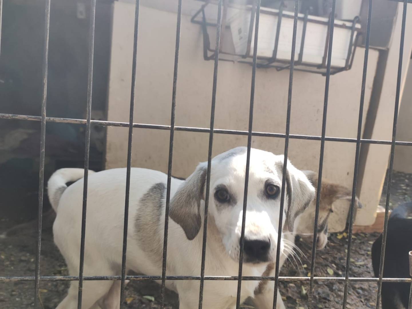 Adozione cane, femmina, Razza sconosciuta Razza sconosciuta, 2 mesi, taglia media, Potenza