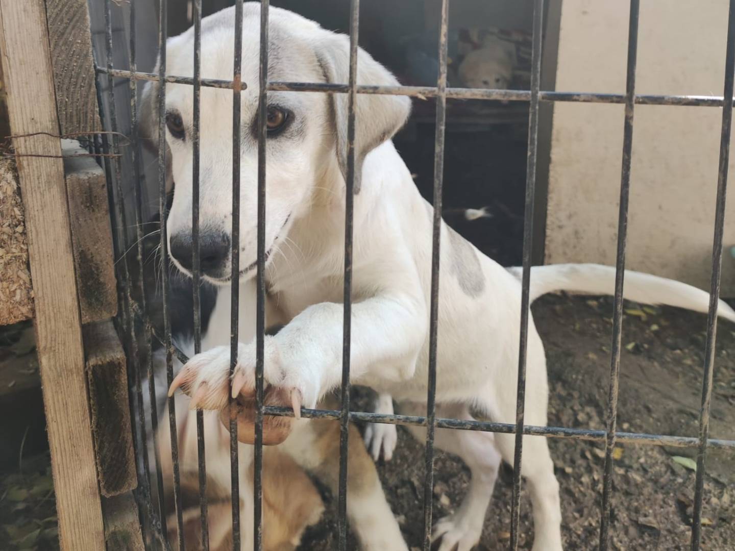 Adotta un cane, femmina, 2 mesi, Potenza