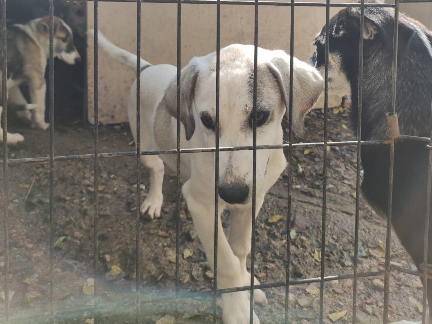 Adotta un cane, taglia media, femmina, Potenza
