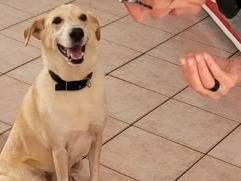 Adozione cane, maschio, Razza sconosciuta Razza sconosciuta, 6 anni e 7 mesi, taglia media contenuta, Milano