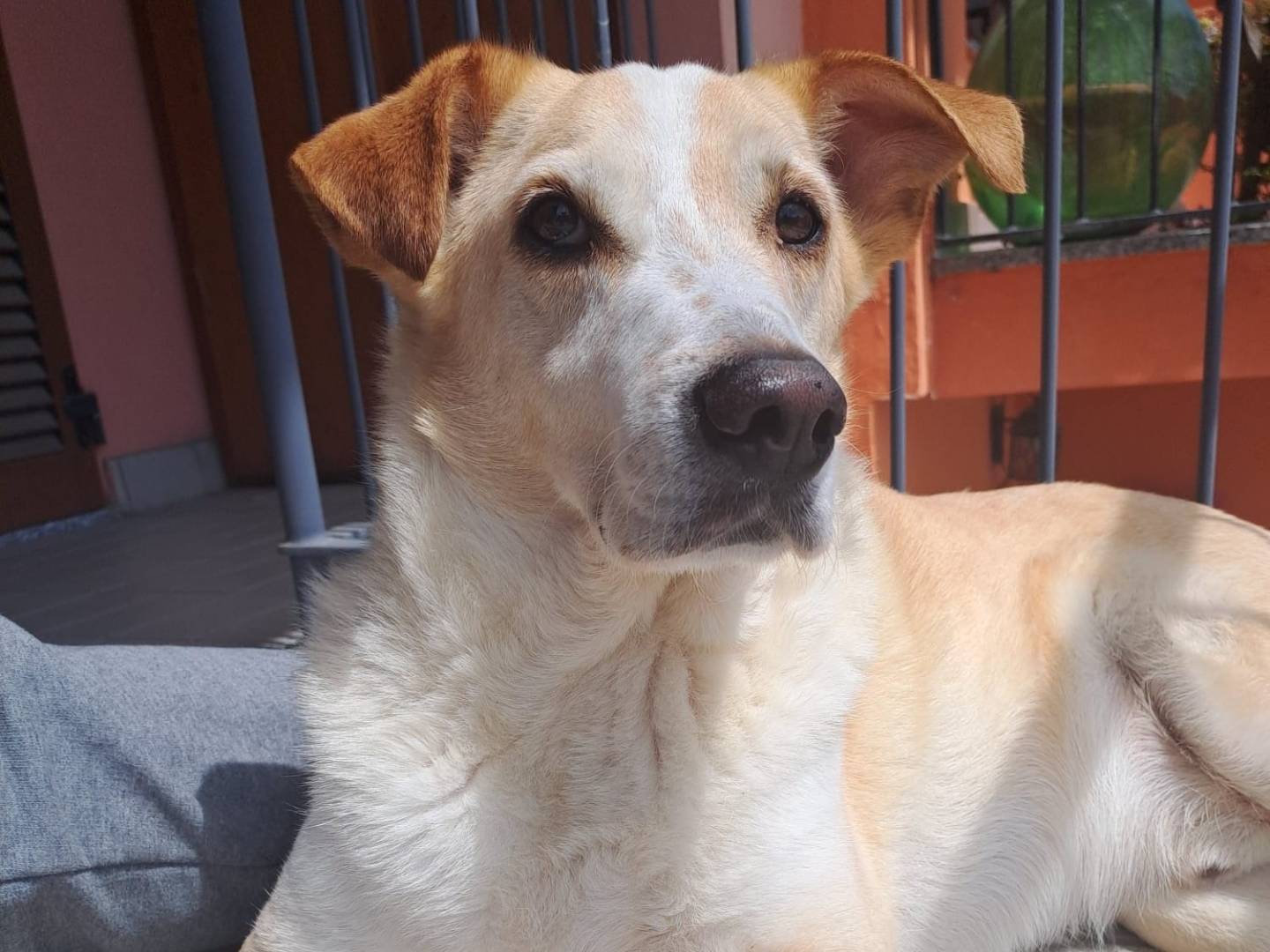 Adotta un cane, taglia media contenuta, maschio, Milano