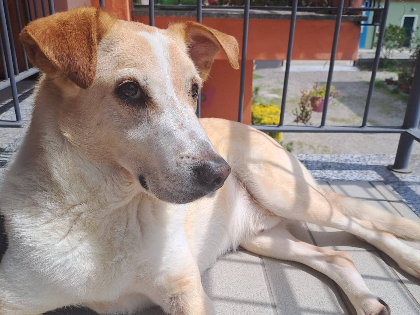 Vuoi adottare un cane a Milano?