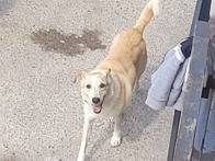 Adotta il cane CHARLIE a Milano