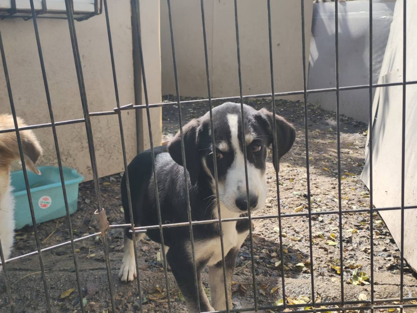 Adozione cane, femmina, Razza sconosciuta Razza sconosciuta, 3 mesi, taglia media, Potenza