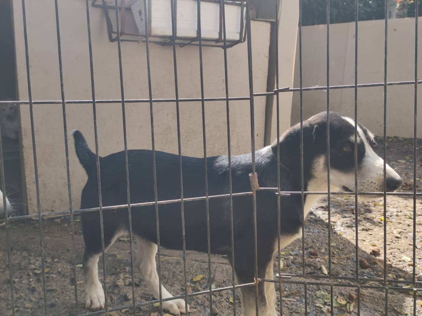 Adotta un cane, femmina, 3 mesi, Potenza