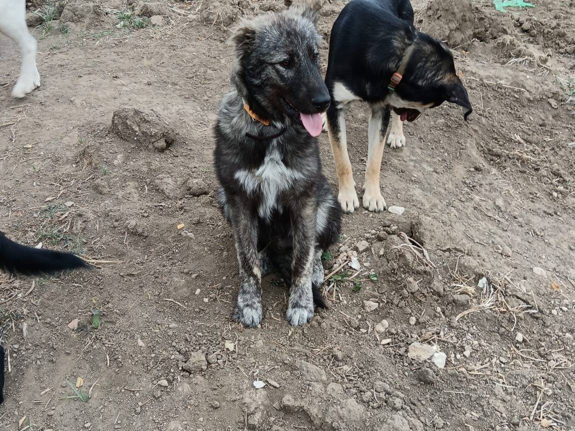Adozione cane, maschio, Razza sconosciuta Razza sconosciuta, 7 mesi, taglia grande, Potenza