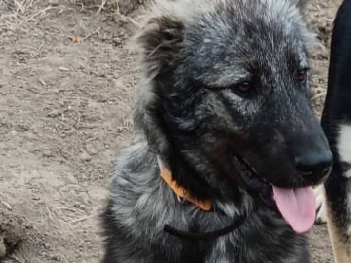 Adotta un cane, maschio, 7 mesi, Potenza