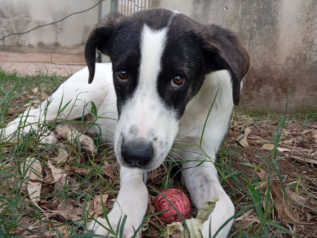 Adozione cane, maschio, Razza sconosciuta Razza sconosciuta, 7 mesi, taglia media, Caserta