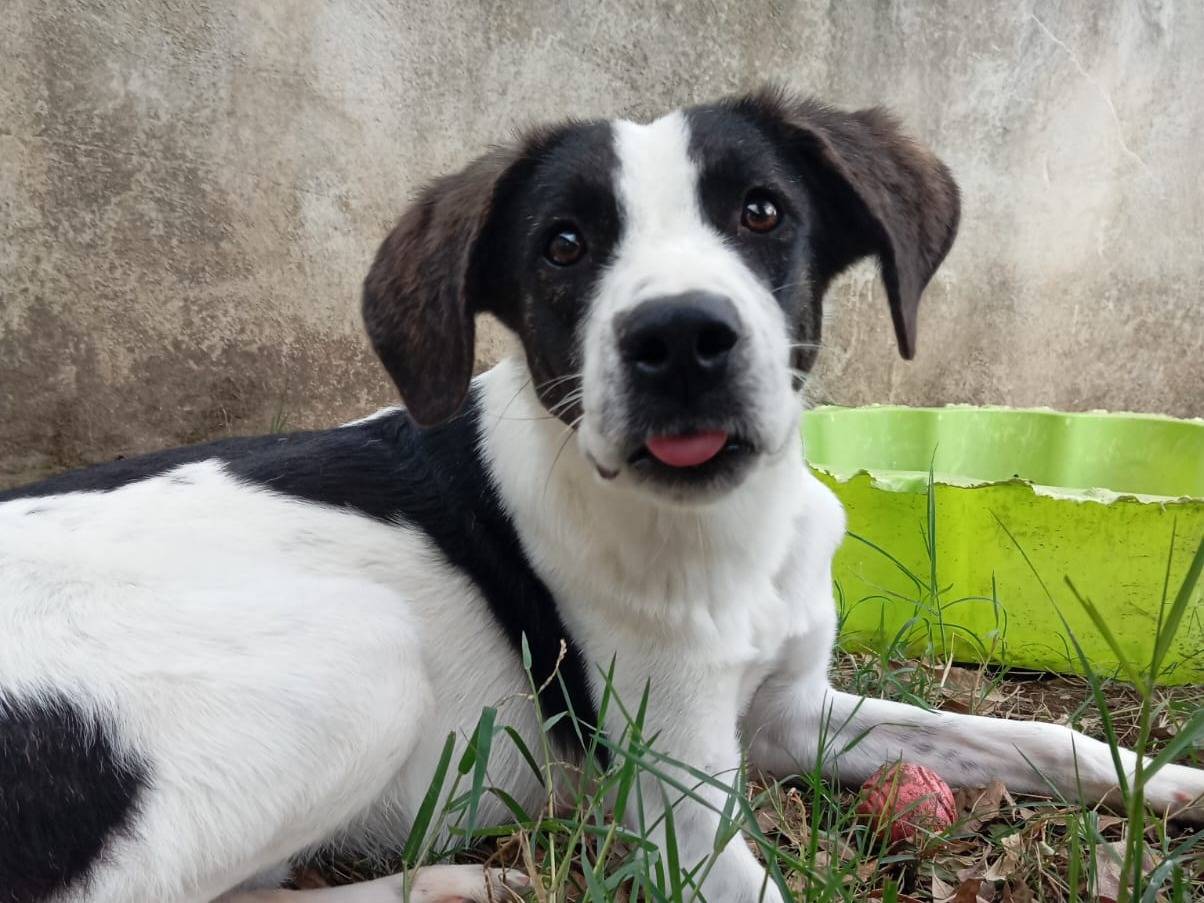 Adotta un cane, maschio, 7 mesi, Caserta