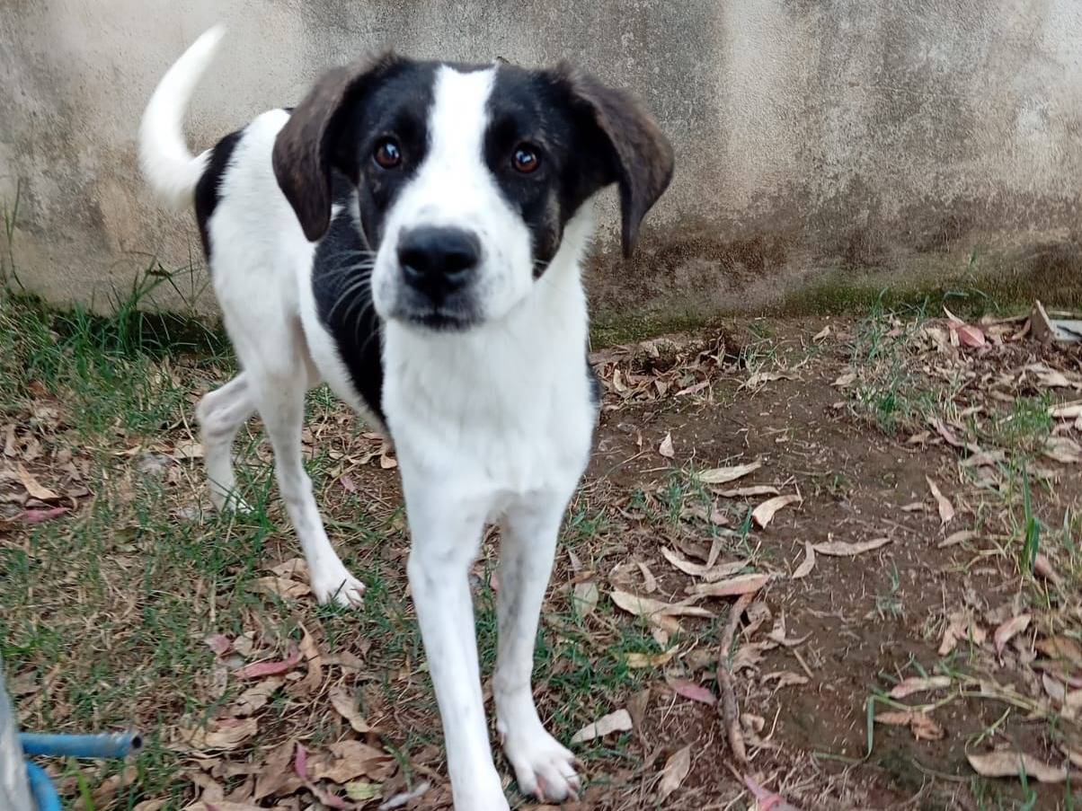 Adotta un cane, taglia media, maschio, Caserta