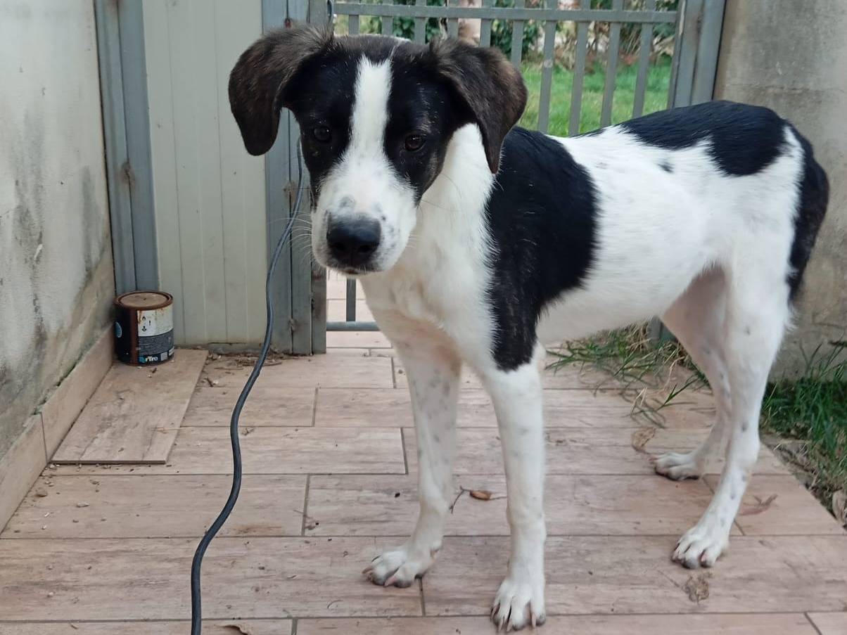Vuoi adottare un cane a Caserta?