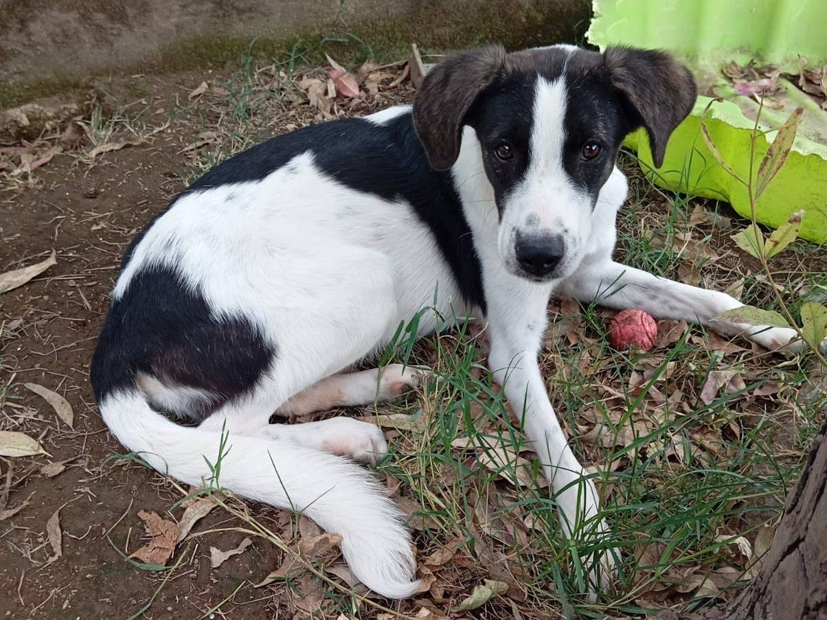 Adotta il cane Snoopy a Caserta