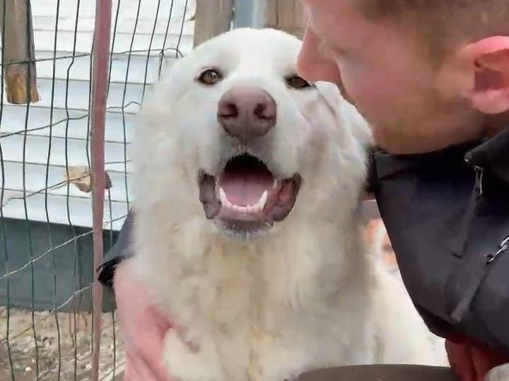 Adotta un cane, femmina, 1 anno e 7 mesi, Potenza