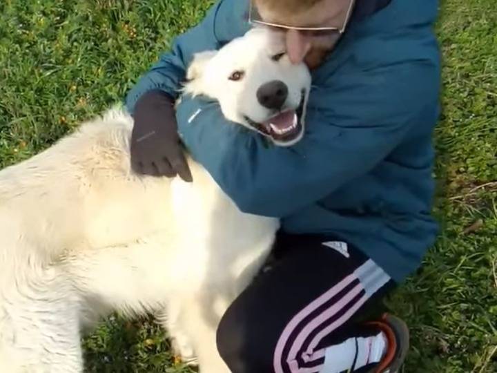 Adozione cane, femmina, Pastore maremmano Razza sconosciuta, 1 anno e 7 mesi, taglia grande, Potenza