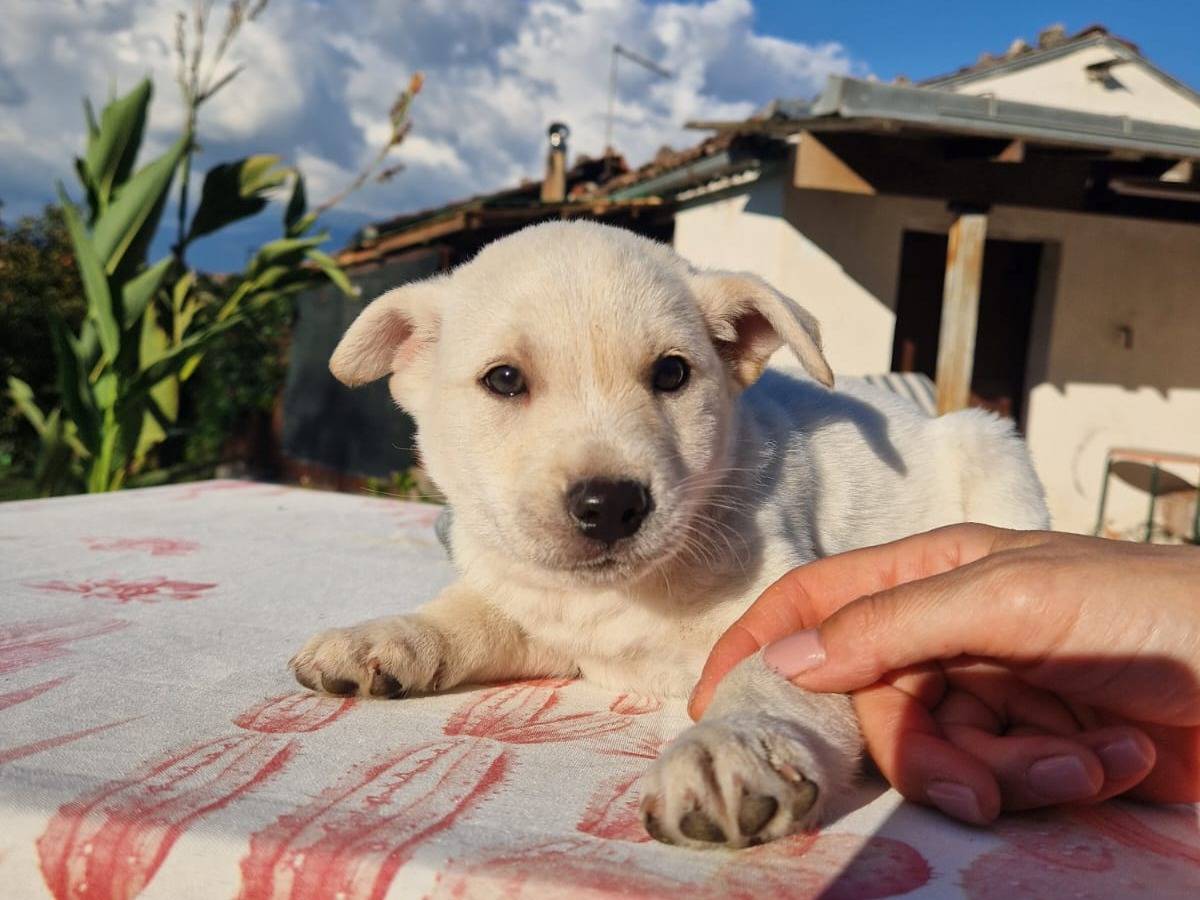 Adozione cane, maschio, Razza sconosciuta Razza sconosciuta, 2 mesi, taglia piccola, Frosinone