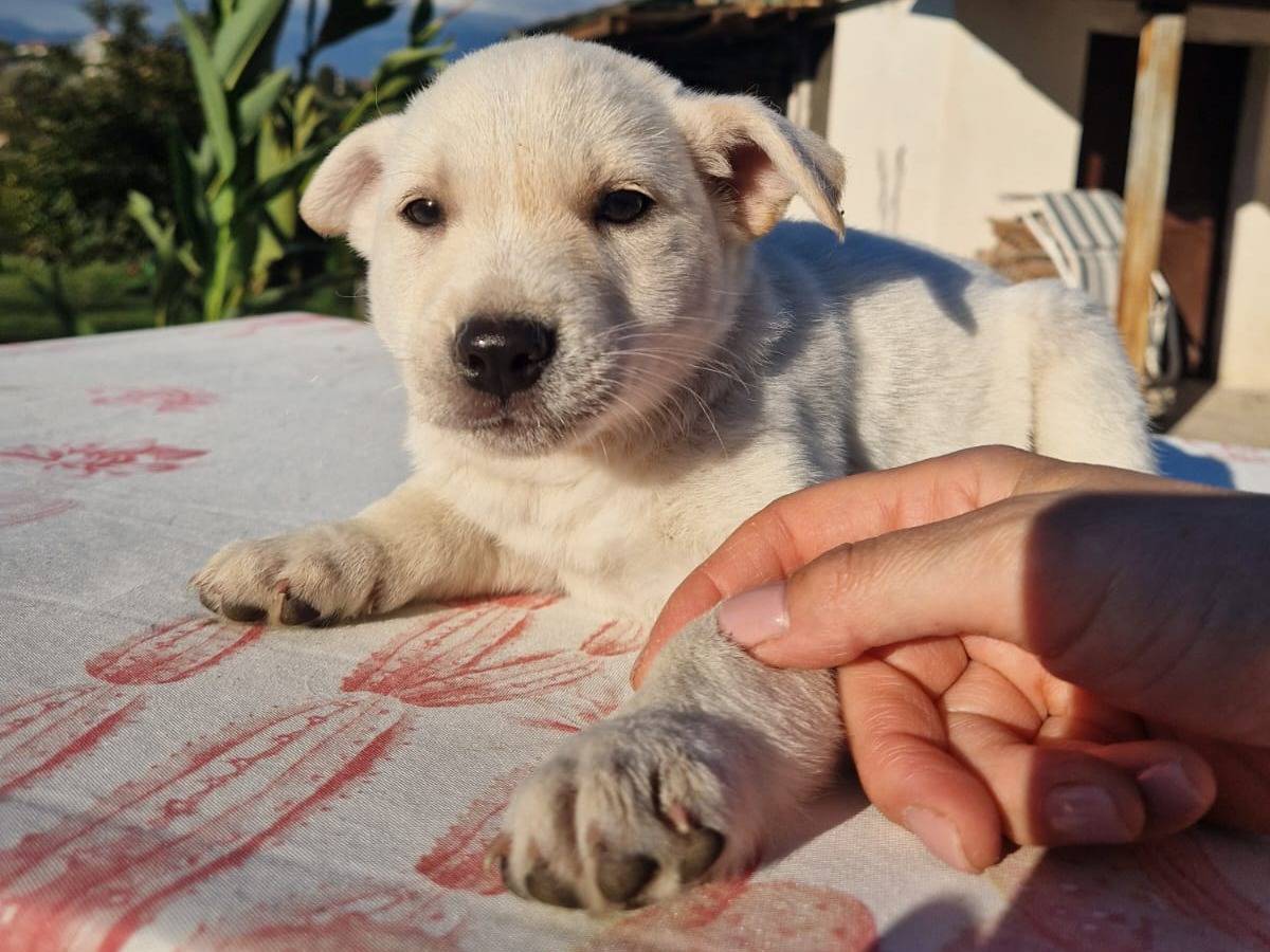 Adotta un cane, maschio, 2 mesi, Frosinone