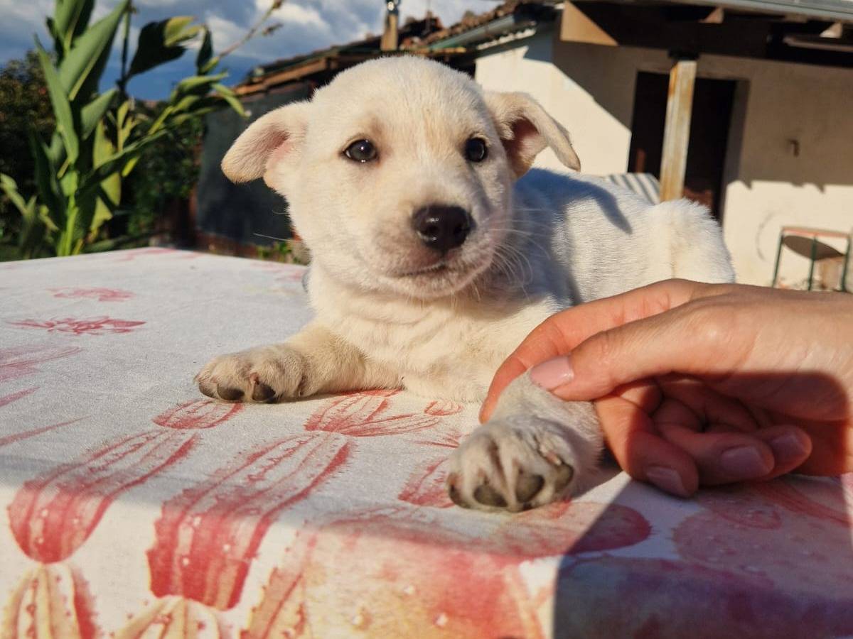 Adotta un cane, taglia piccola, maschio, Frosinone
