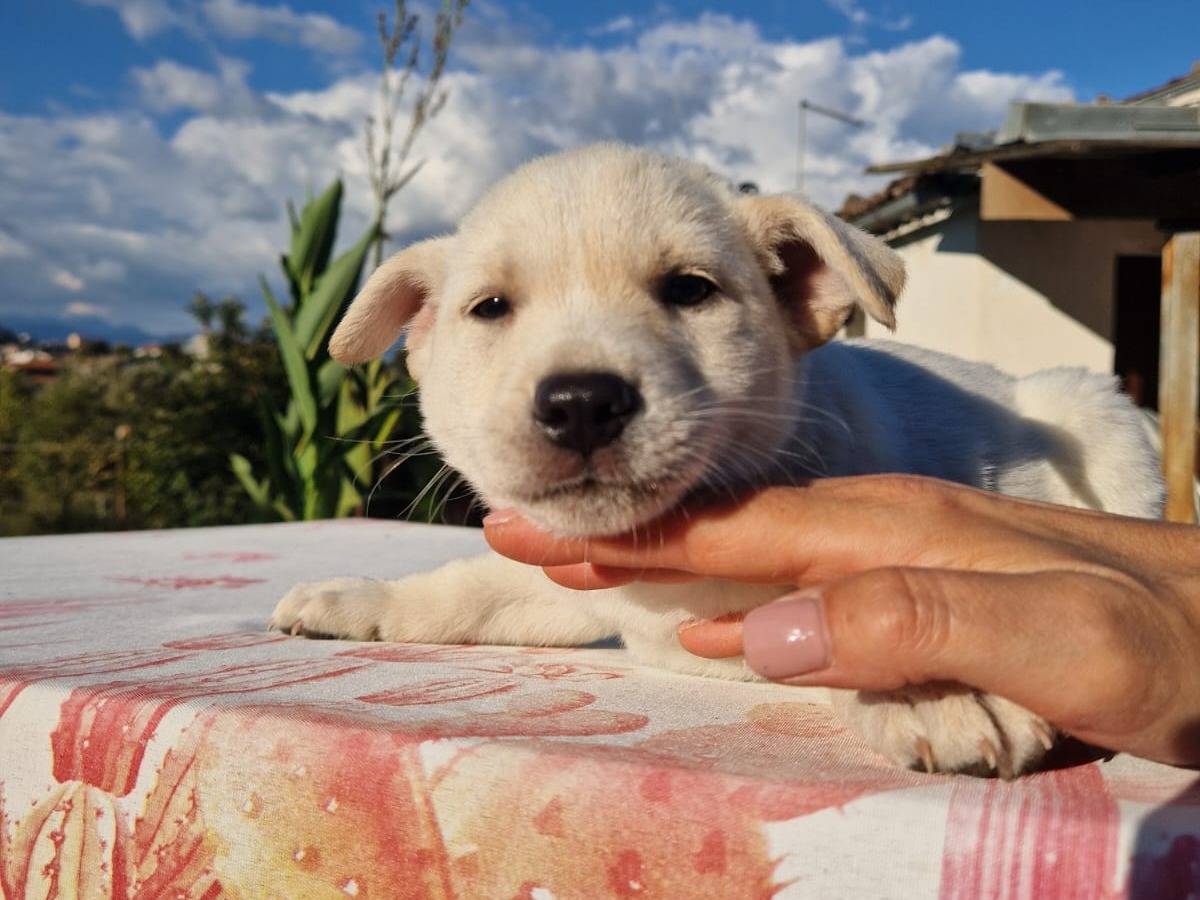 Vuoi adottare un cane a Frosinone?