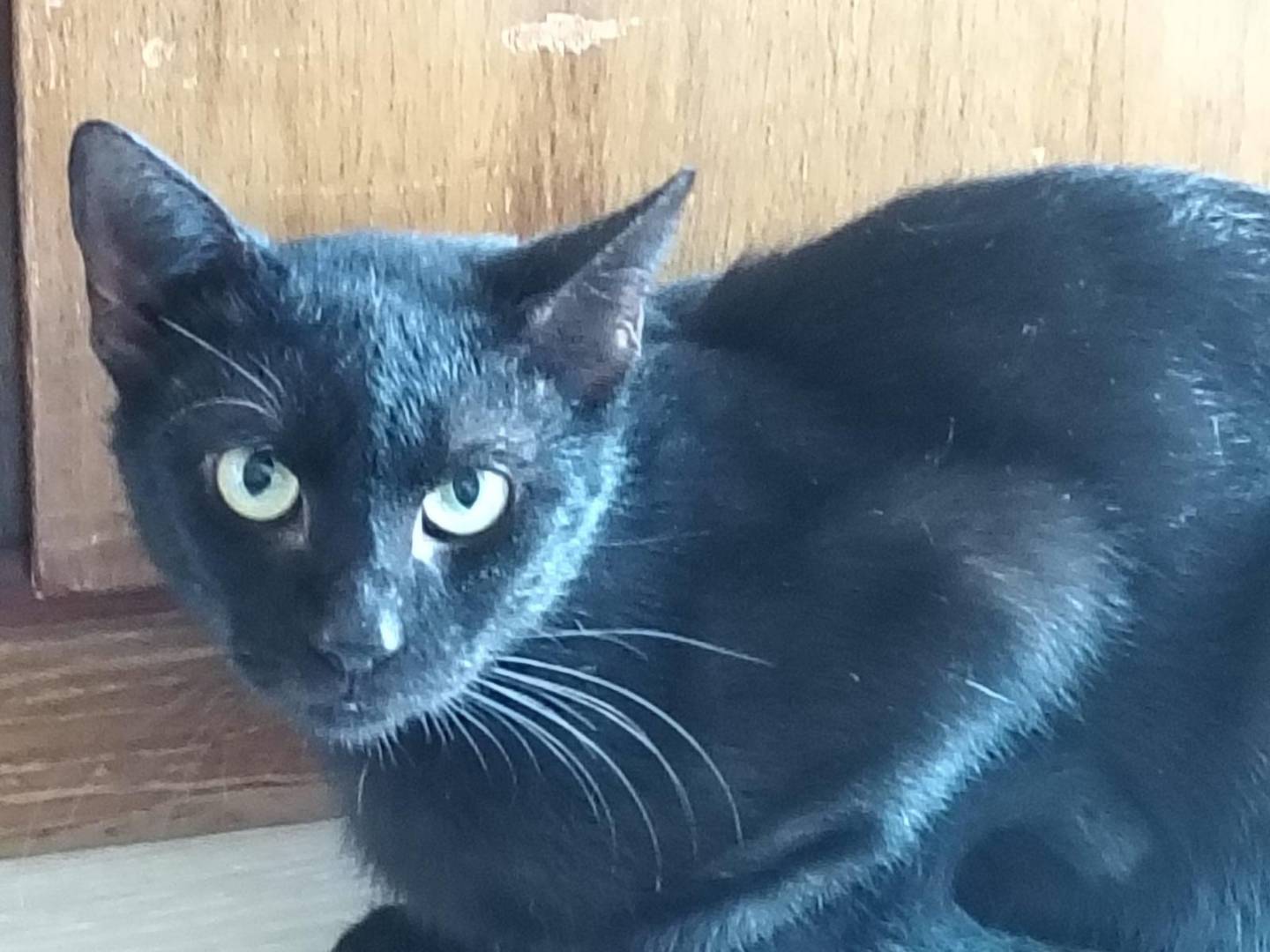 Adozione gatto, maschio, Razza sconosciuta Razza sconosciuta, 4 anni e 1 mese, taglia non valida, Palermo