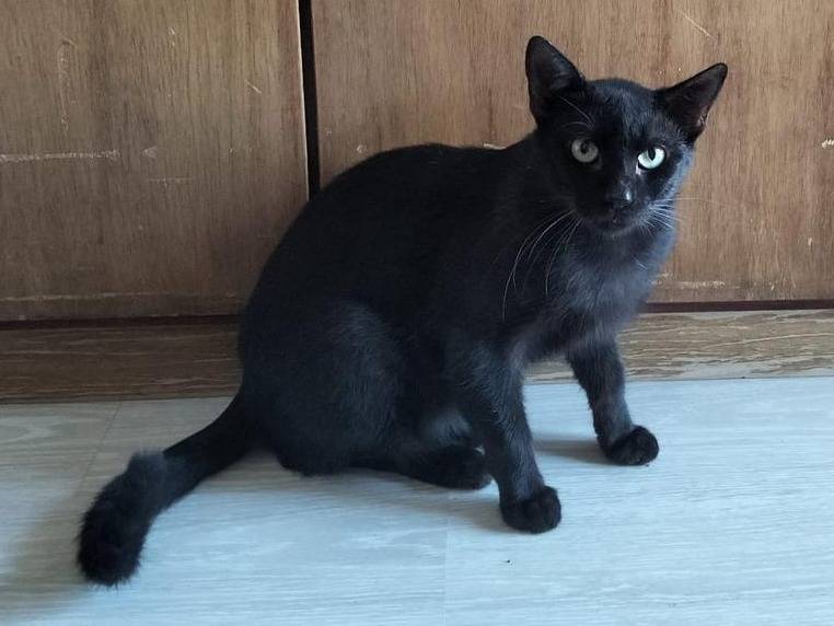 Adotta un gatto, maschio, 4 anni e 1 mese, Palermo