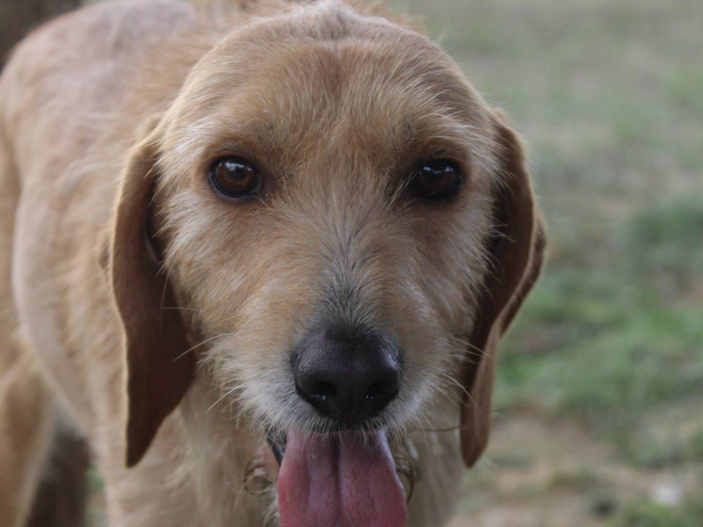 Adozione cane, femmina, Razza sconosciuta Razza sconosciuta, 4 anni e 9 mesi, taglia media, Pisa