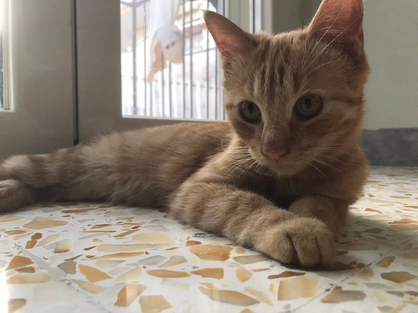 Adozione gatto, maschio, Razza sconosciuta Razza sconosciuta, 4 mesi, taglia non valida, Latina