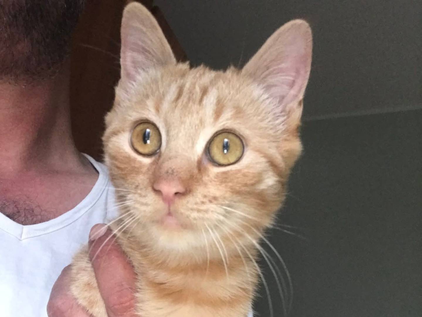 Adotta un gatto, maschio, 4 mesi, Latina