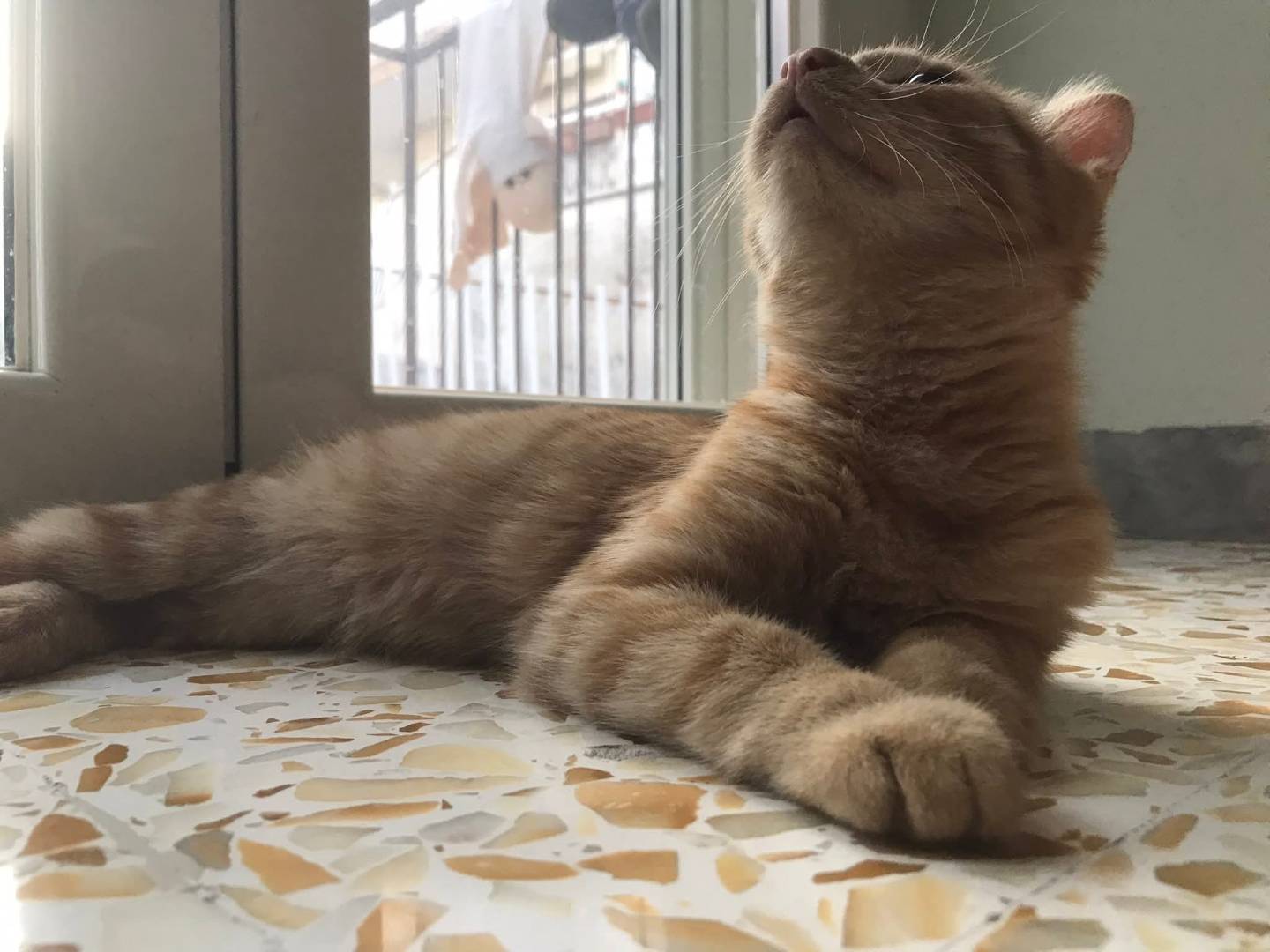 Adotta un gatto, taglia non valida, maschio, Latina