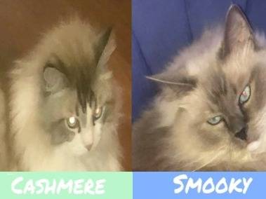 Adozione gatto, maschio, Ragdoll  Razza sconosciuta, 6 anni e 1 mese, taglia non valida, Torino