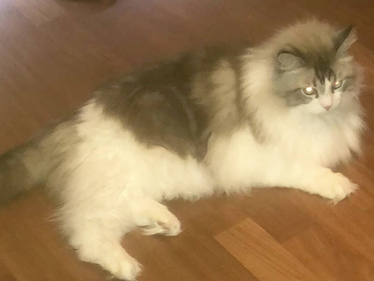 Adotta un gatto, maschio, 6 anni e 1 mese, Torino