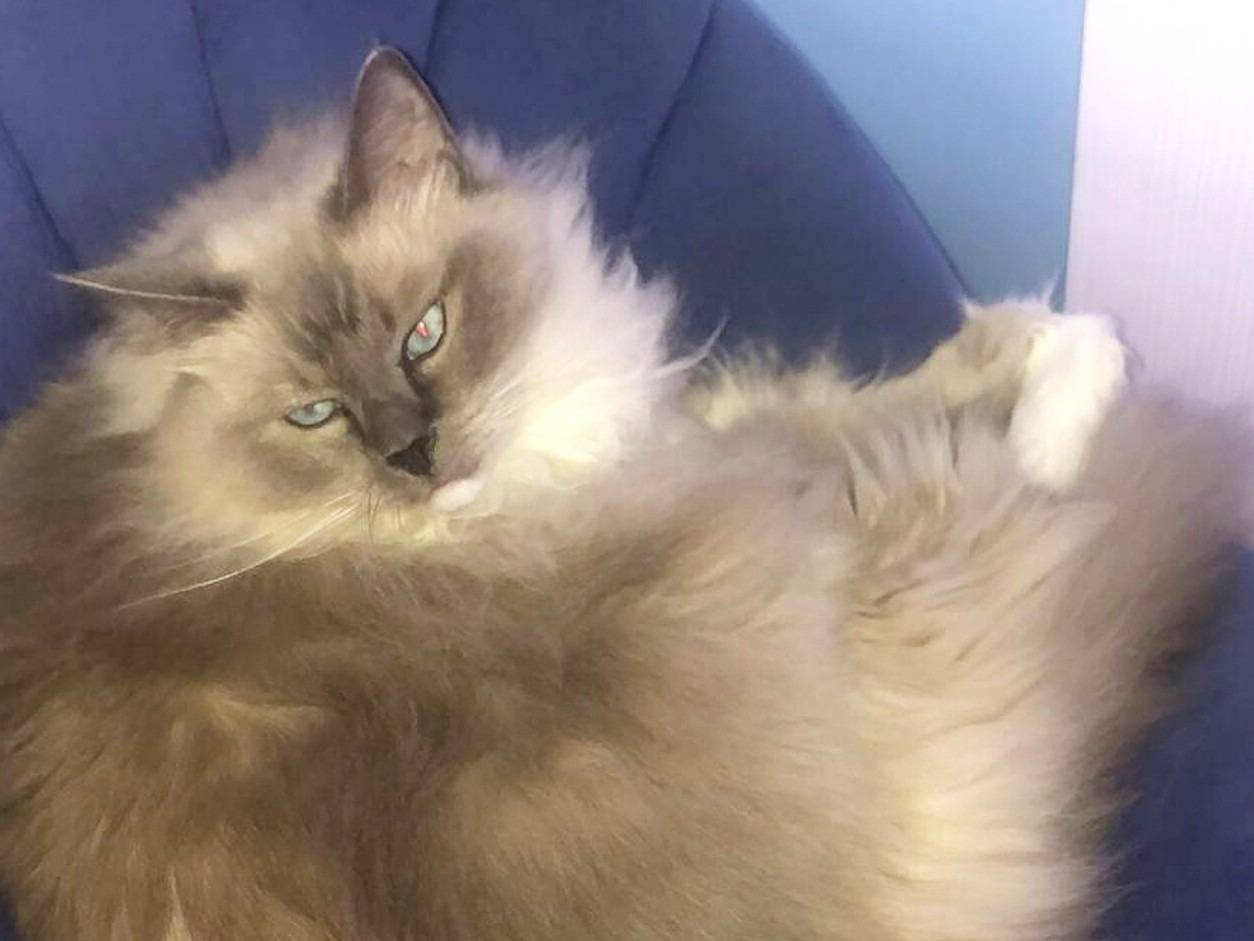 Adotta un gatto, taglia non valida, maschio, Torino