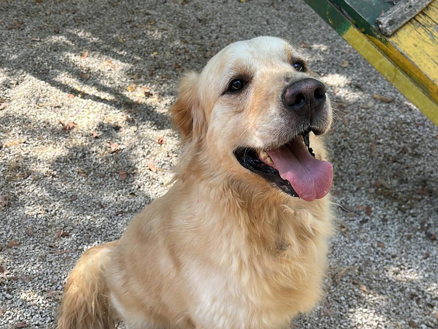 Adozione cane, maschio, Golden Retriever Razza sconosciuta, 2 anni e 8 mesi, taglia media, Milano