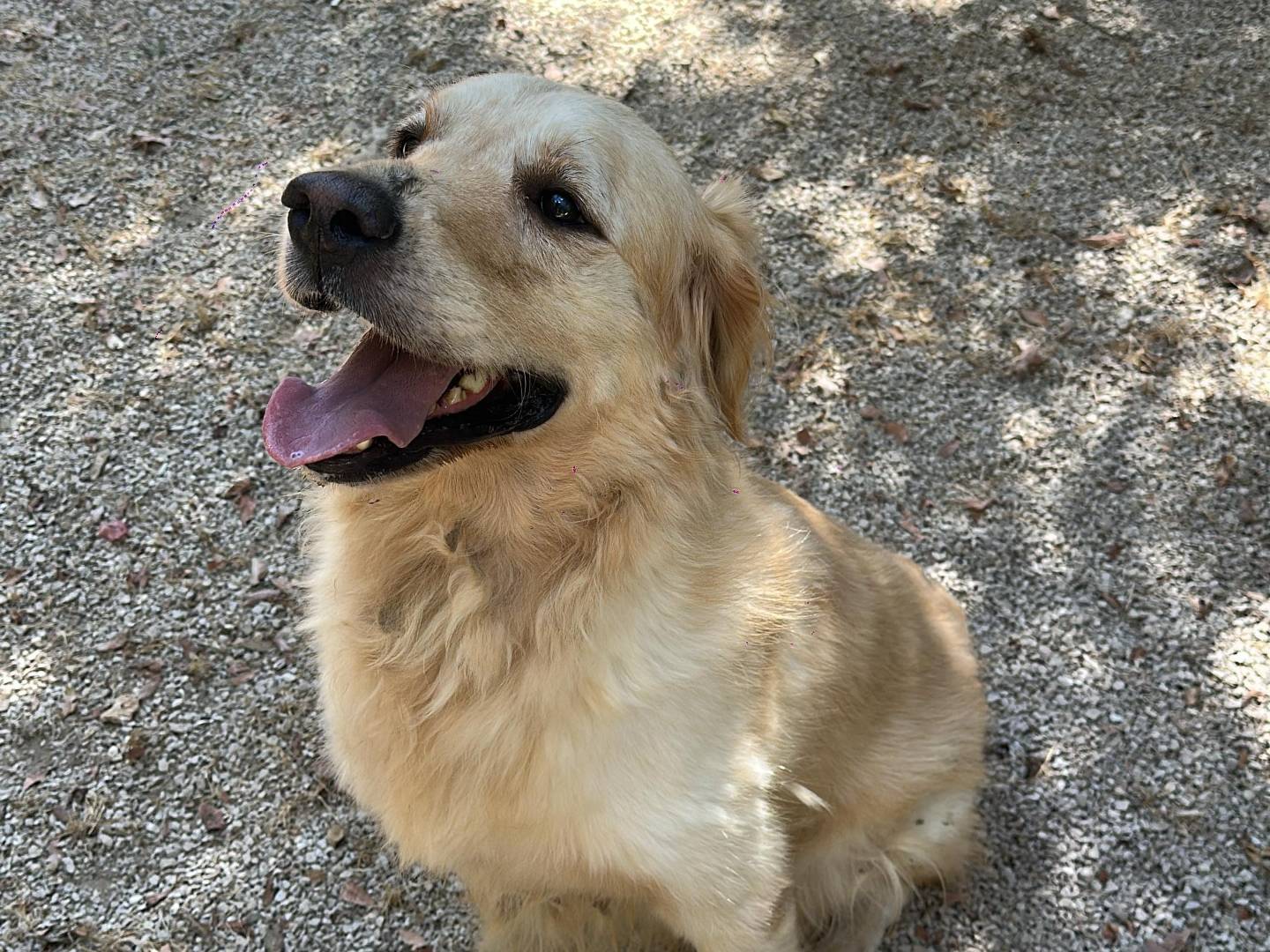 Adotta un cane, maschio, 2 anni e 8 mesi, Milano