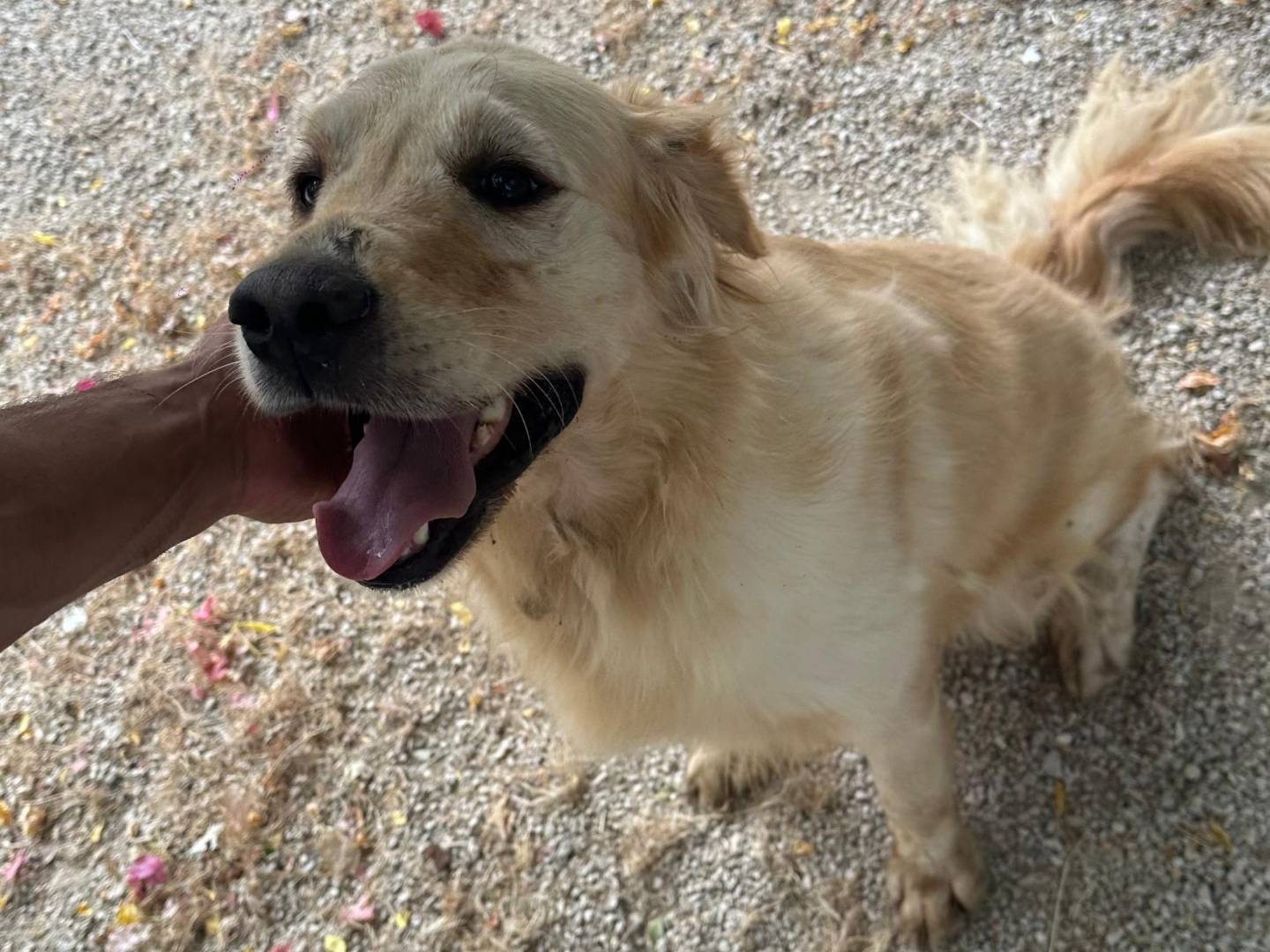 Adotta un cane, taglia media, maschio, Milano