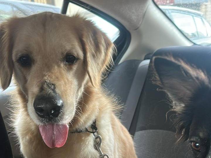 Vuoi adottare un cane a Milano?